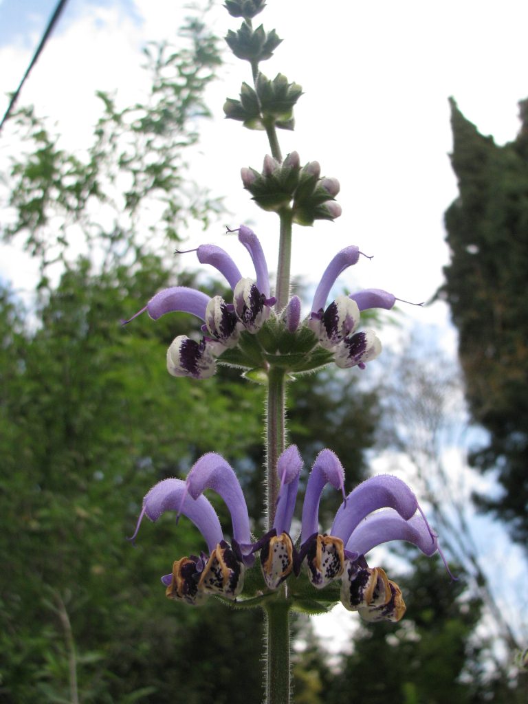 Salvia_indica_young_and_old_flowers_up