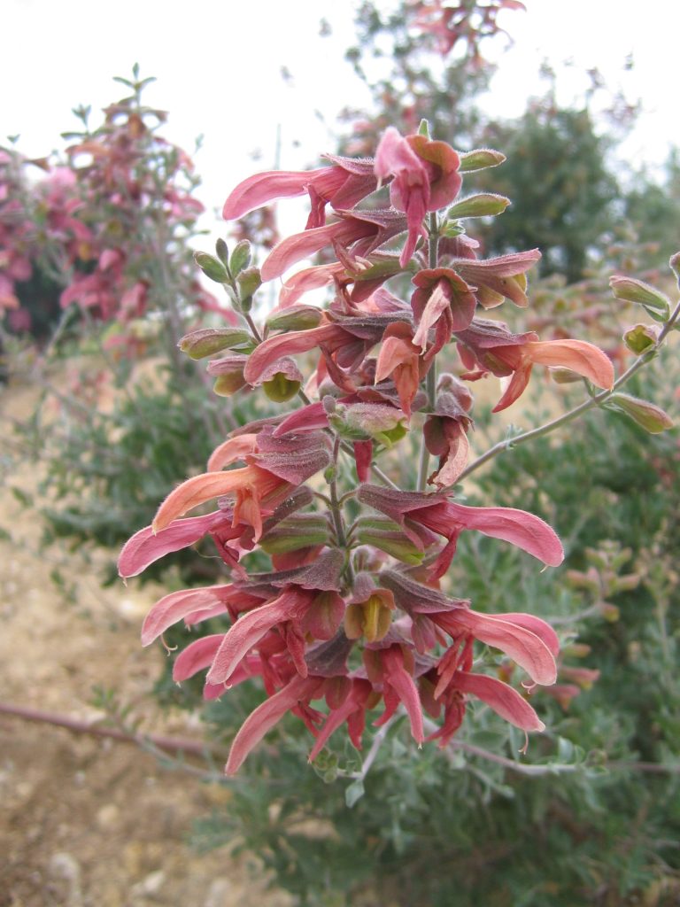 Salvia_lanceolata_flowers_up