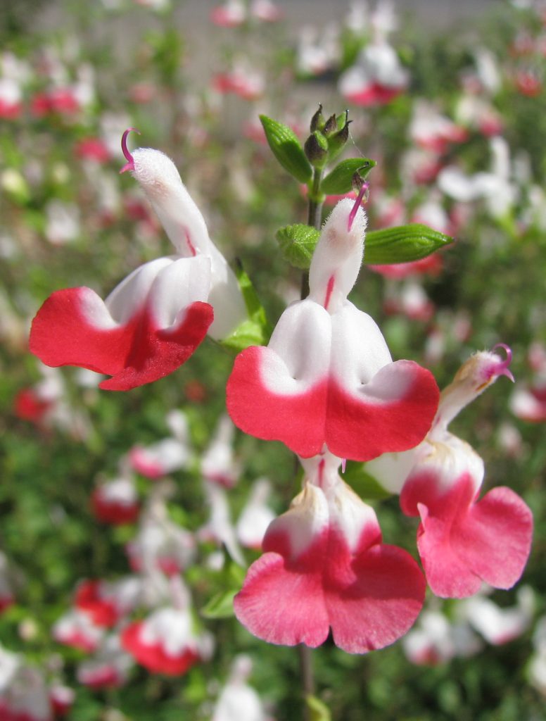 Salvia_microphylla_Hot_Lips_flowers1_cut_up