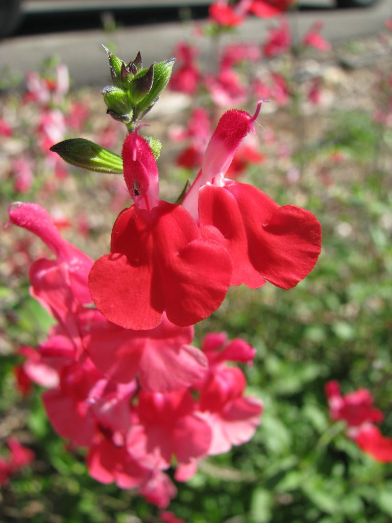 Salvia_microphylla_Hot_Lips_red_flowers_up