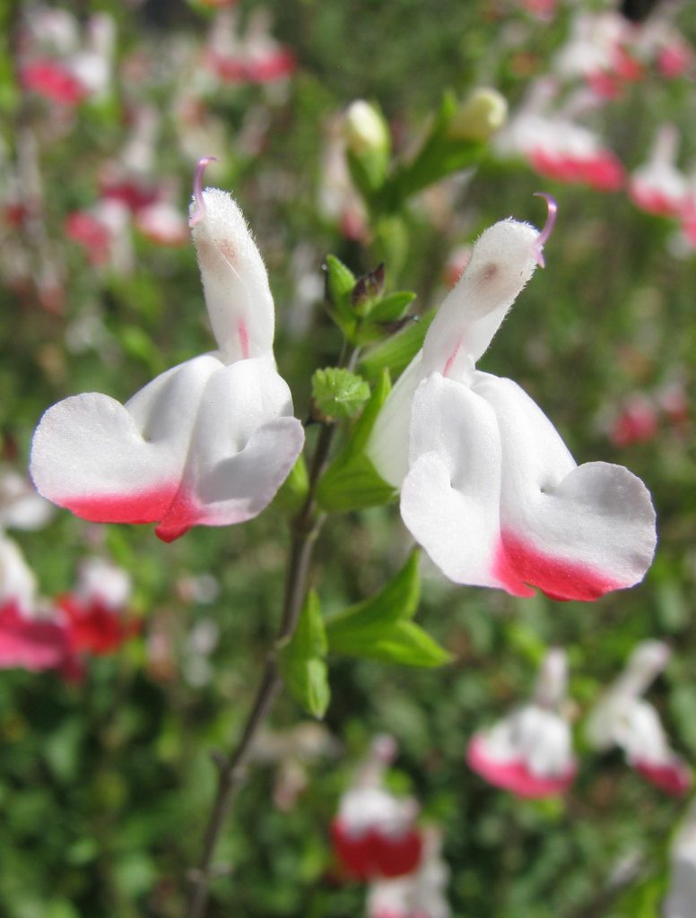 Salvia_microphylla_Hot_Lips_white_flowers_cut_up