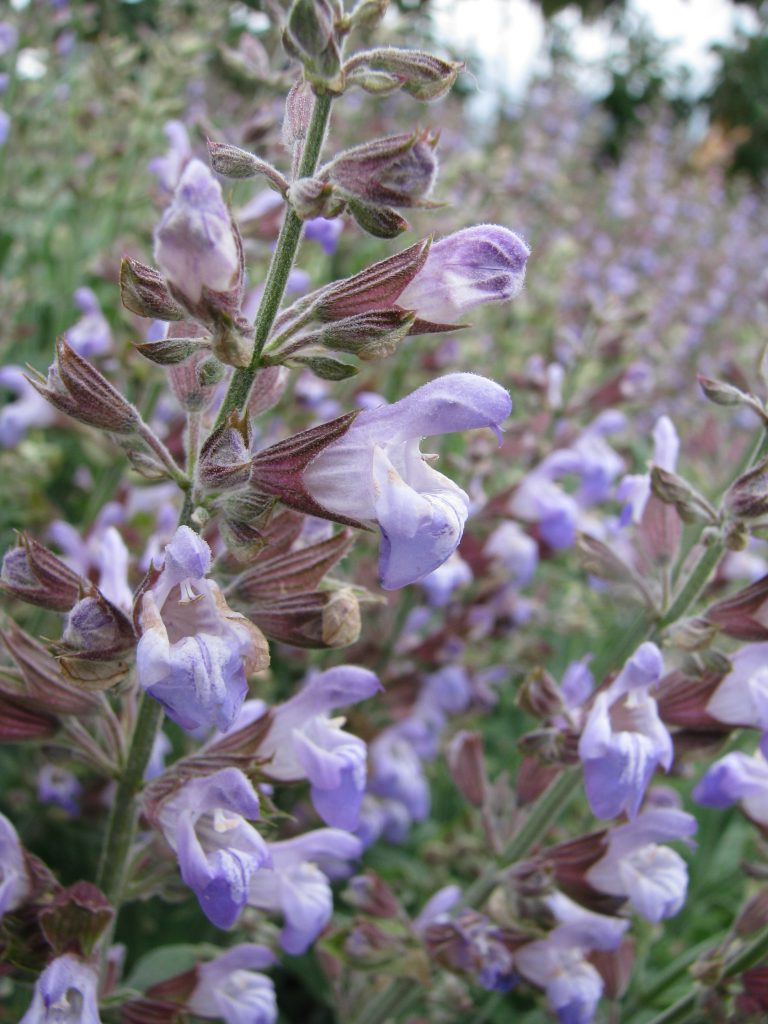 Salvia_officinalis_Nazareth_flowers_up