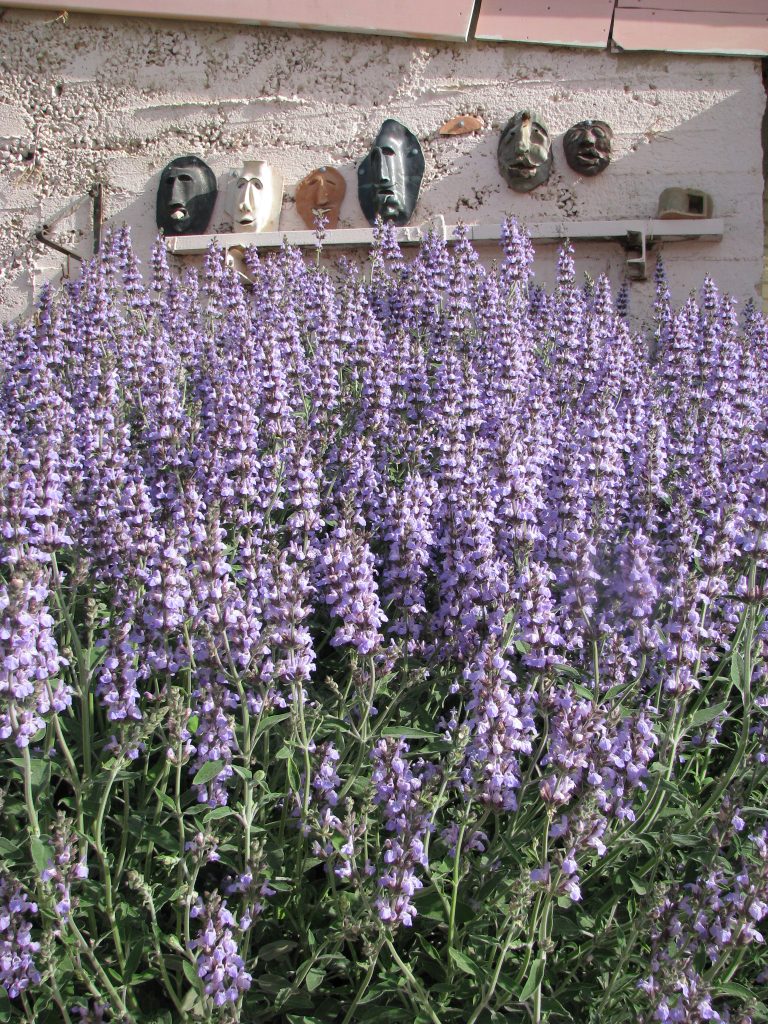 Salvia_officinalis_many_flowers_up1