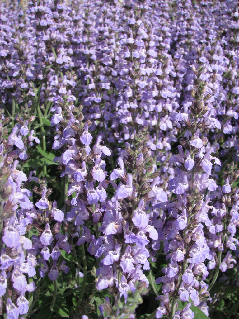 Salvia_officinalis_many_flowers_up2