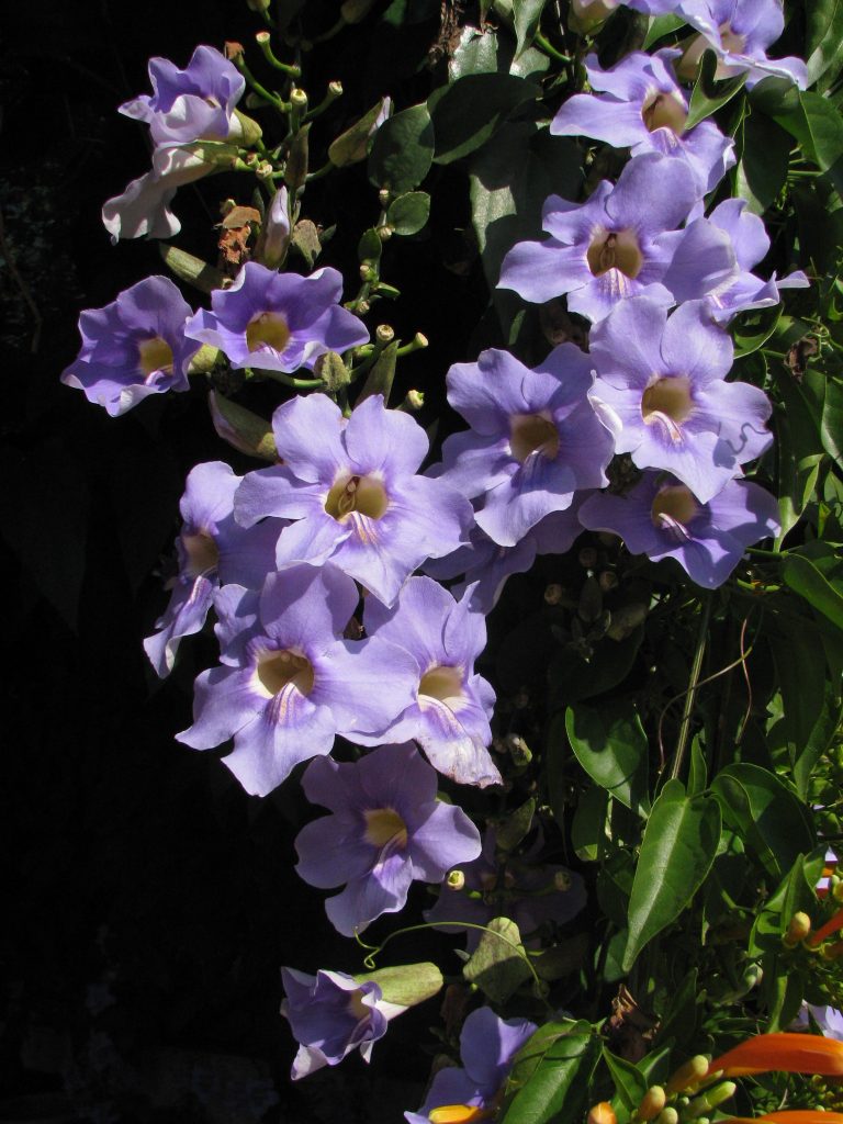 Thunbergia_grandiflora_flowers_up2