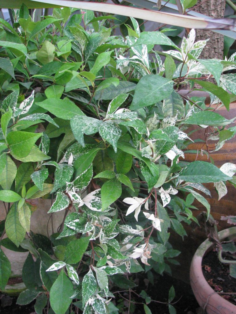 Trachelospermum_jasminoides_Tricolor_leaves_up