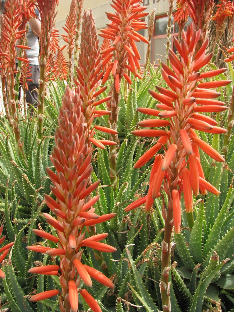 Aloe_x_spinosissima_flowers_up