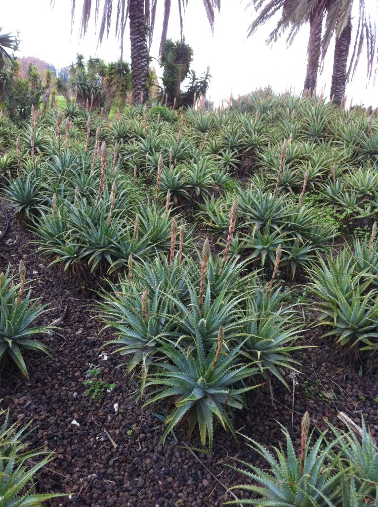 Aloe_x_spinosissima_group_up