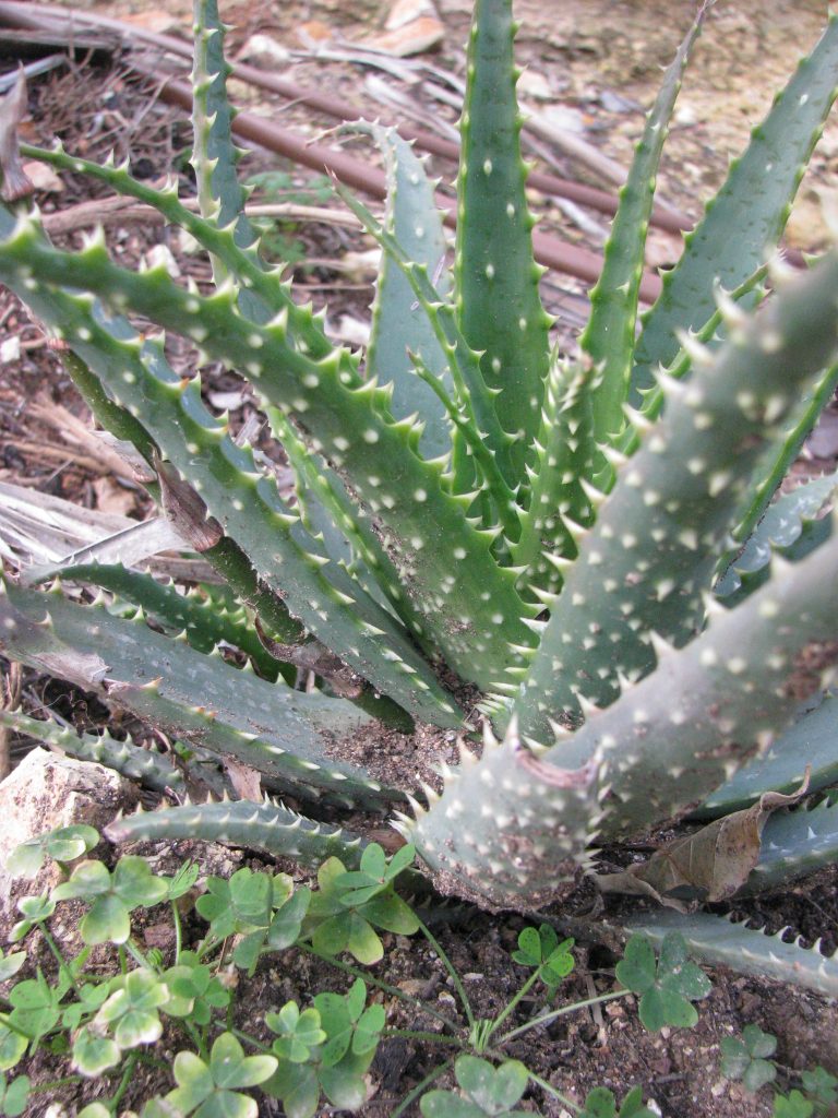 Aloe_x_spinosissima_spines_up