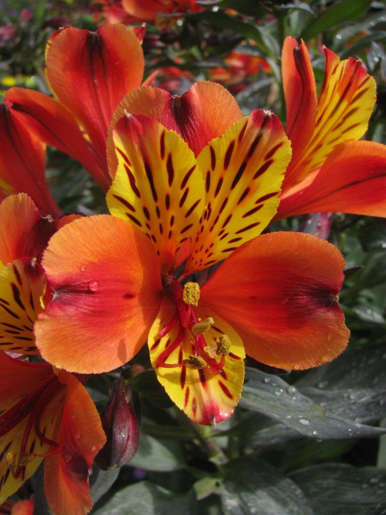Alstroemeria_Indian_Summer_flower_up
