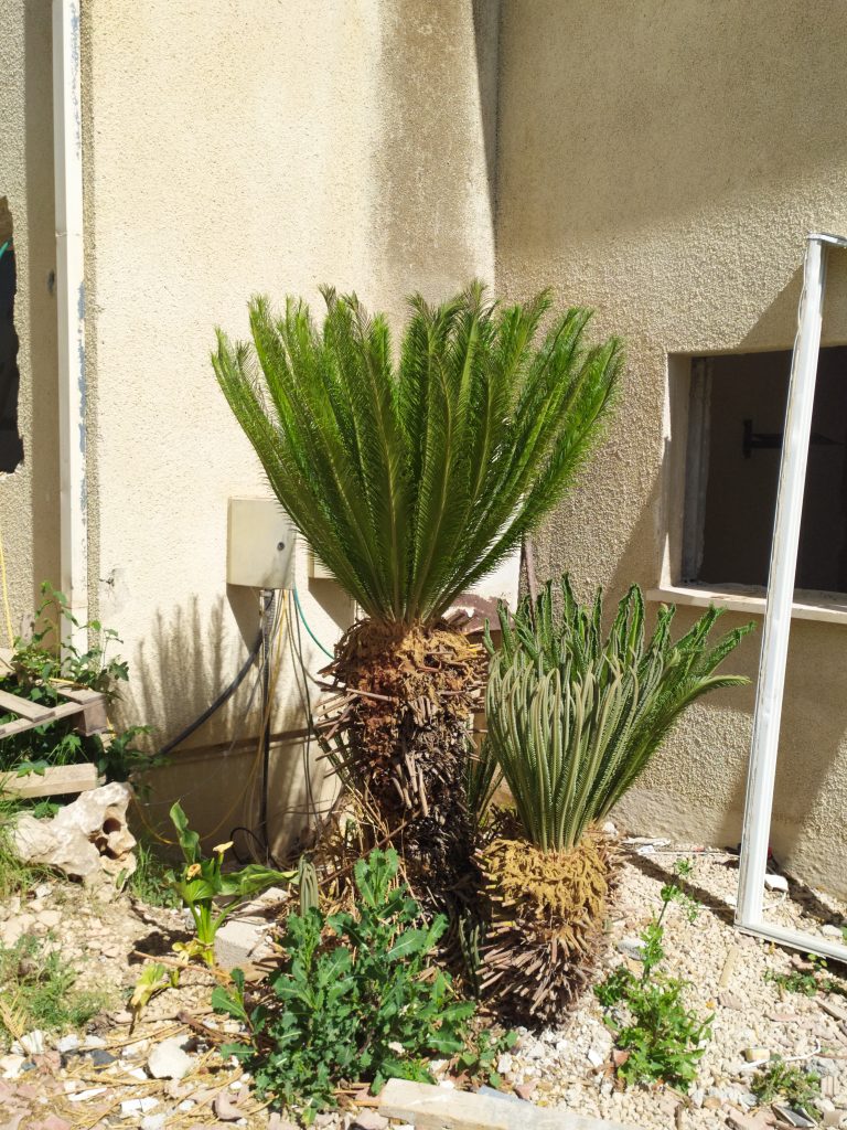 Cycas_thouarsii_full_recovering_up