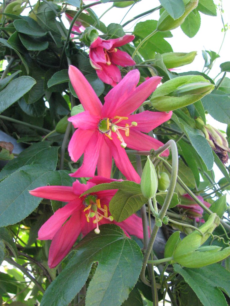 Passiflora_antioquiensis_flower_up