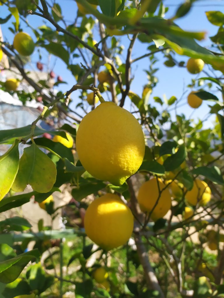 Citrus_limon_fruit_up