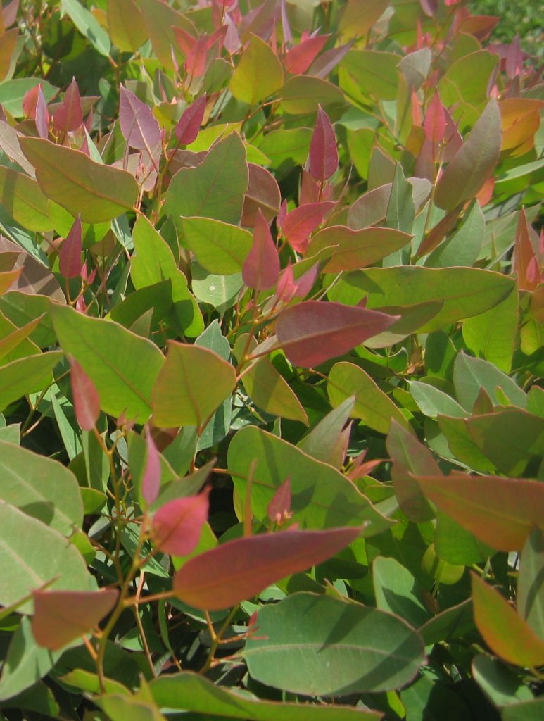 Eucalyptus_gomphocephala_Kaduri_Kkl_leaves_2_cut_up