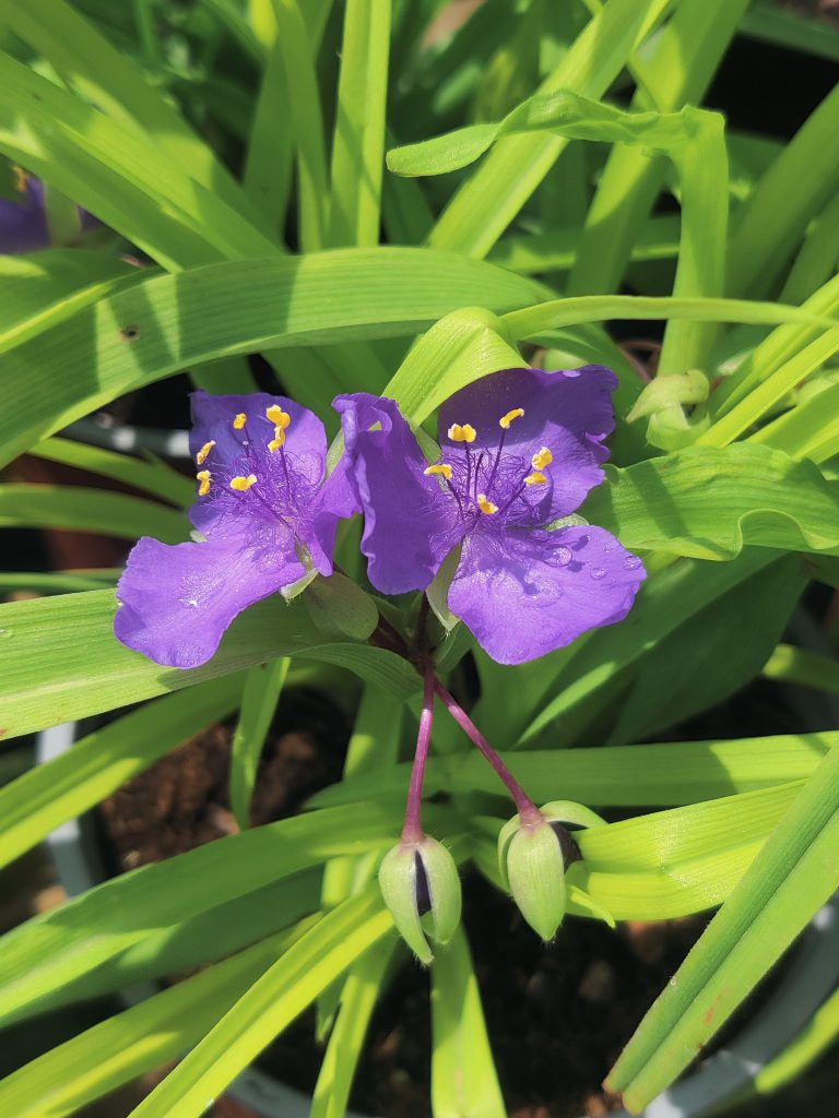 Tradescantia_Andersoniana_Group_Sweet_Kate_flowers_up