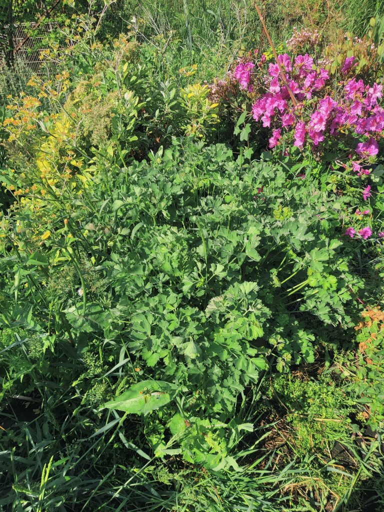 Aquilegia_eximia_leaves_up