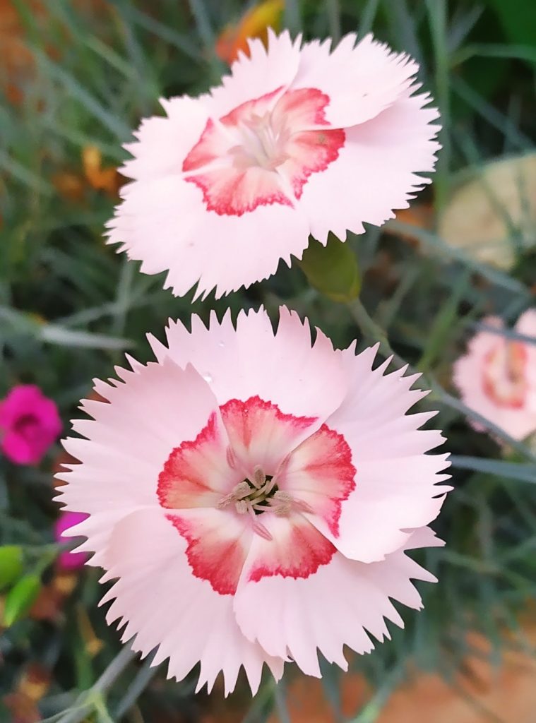 Dianthus_Georgia_Peach_Pie_flower_close_up_cut_up
