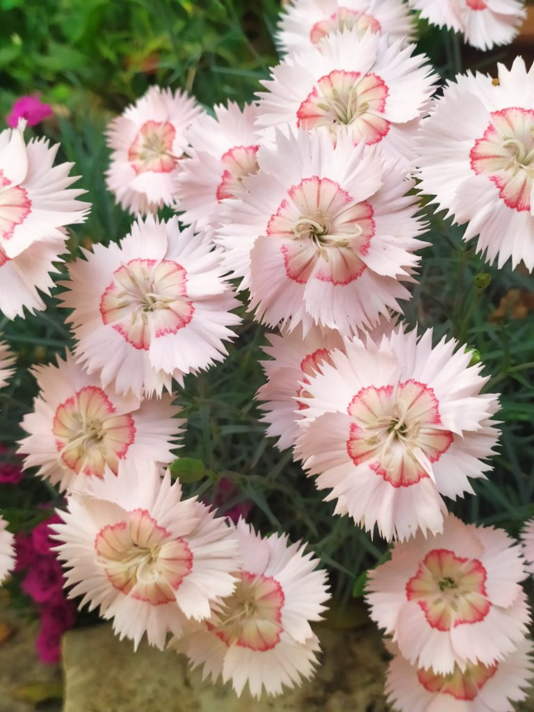 Dianthus_Georgia_Peach_Pie_many_flowers_up