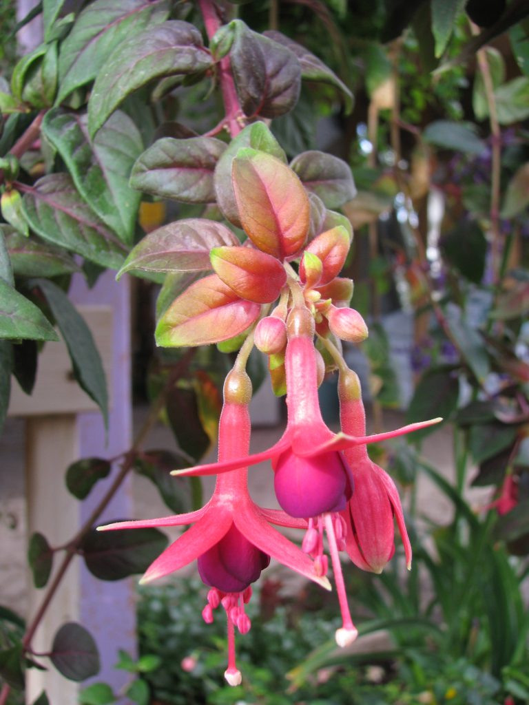 Fuchsia_Automnal_flowers_up