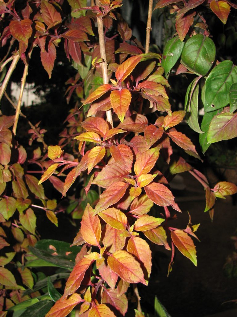 Fuchsia_Automnal_leaves_up1
