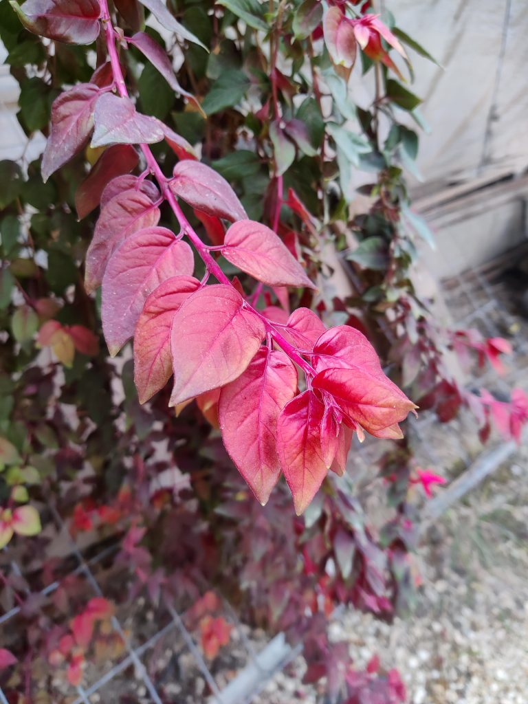 Fuchsia_Automnal_leaves_up2