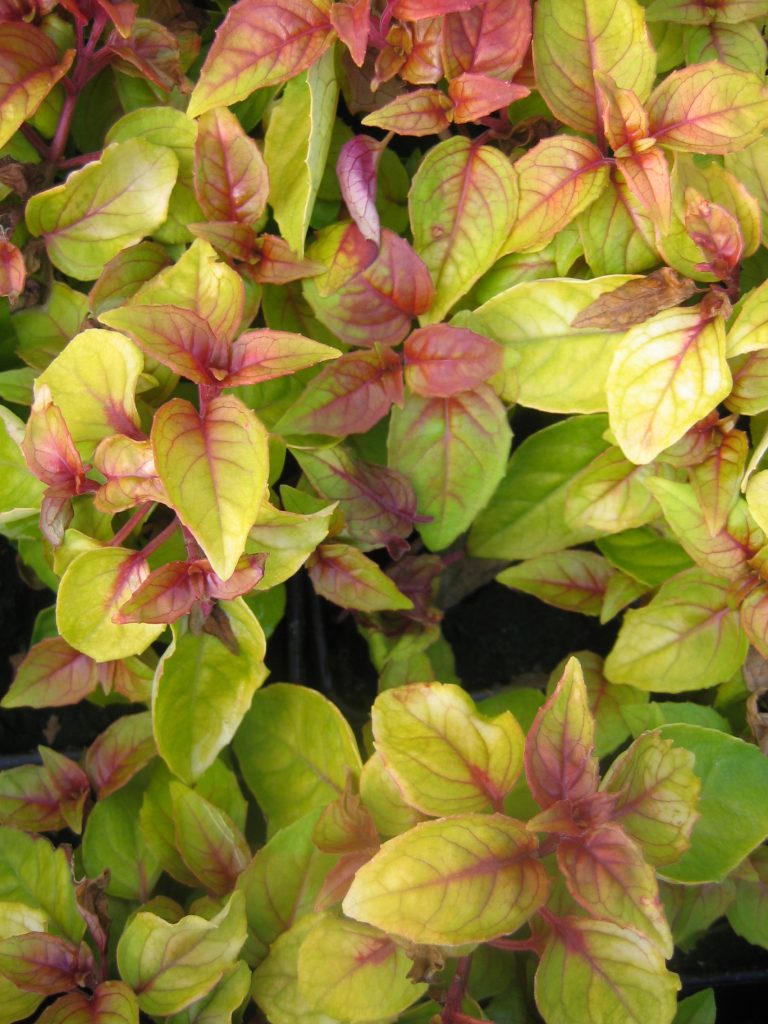 Fuchsia_Automnal_leaves_yellow_up