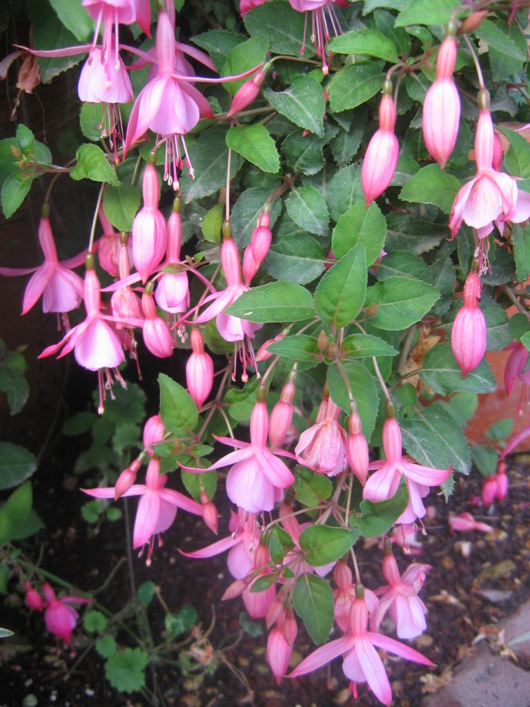 Fuchsia_Pink_Beacon_flowers_up