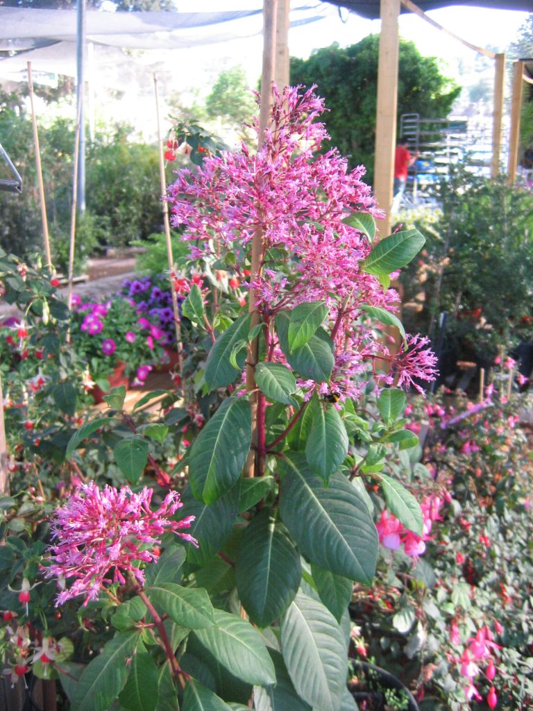 Fuchsia_arborescens_flowers_up1