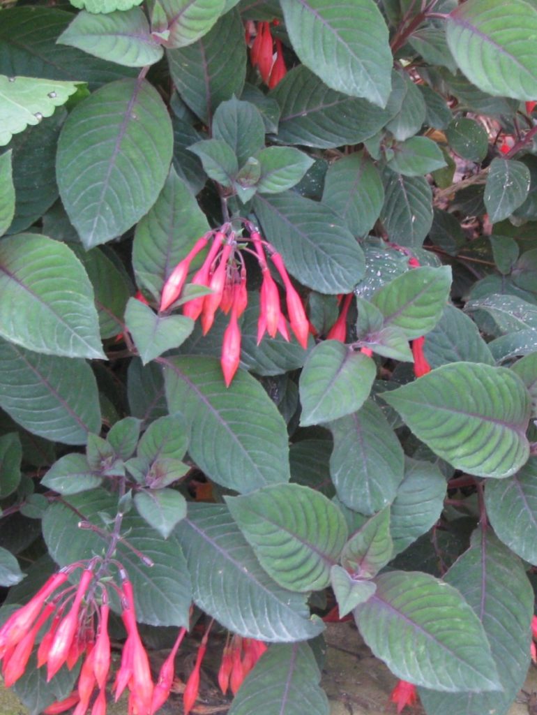 Fuchsia_triphylla_Koralle_leaves_cut_up
