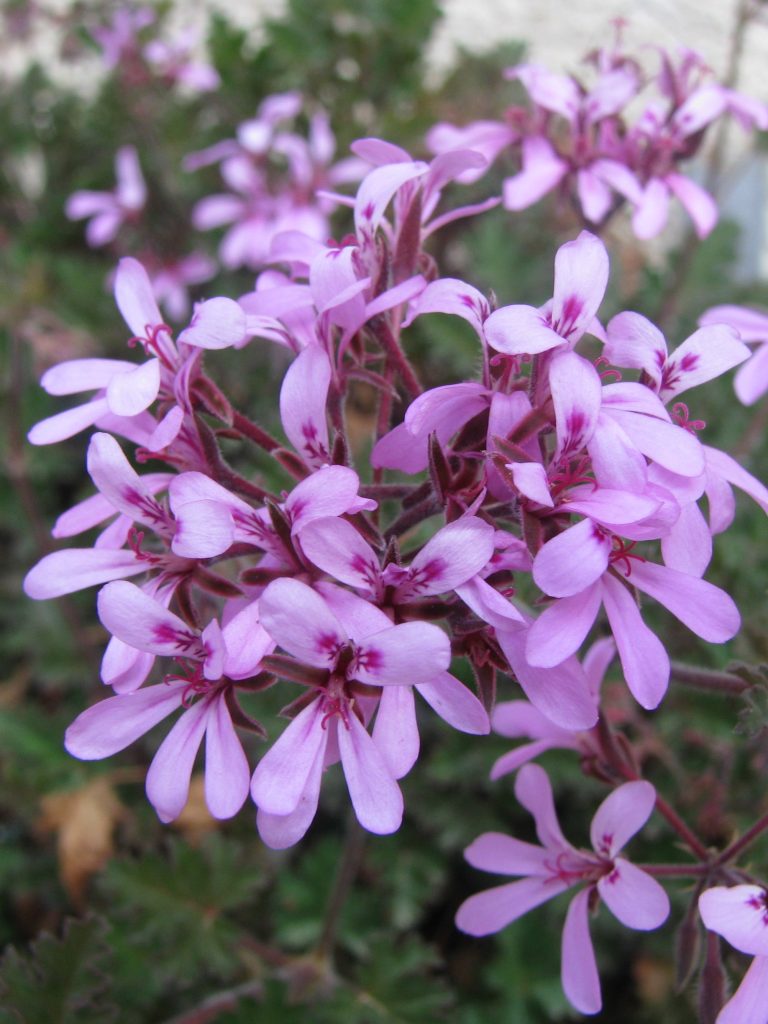 Pelargonium_Deerwood_Lavender_Lass_flowers2_cut_up