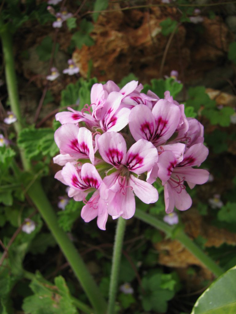 Pelargonium_graveolens_flower_up2