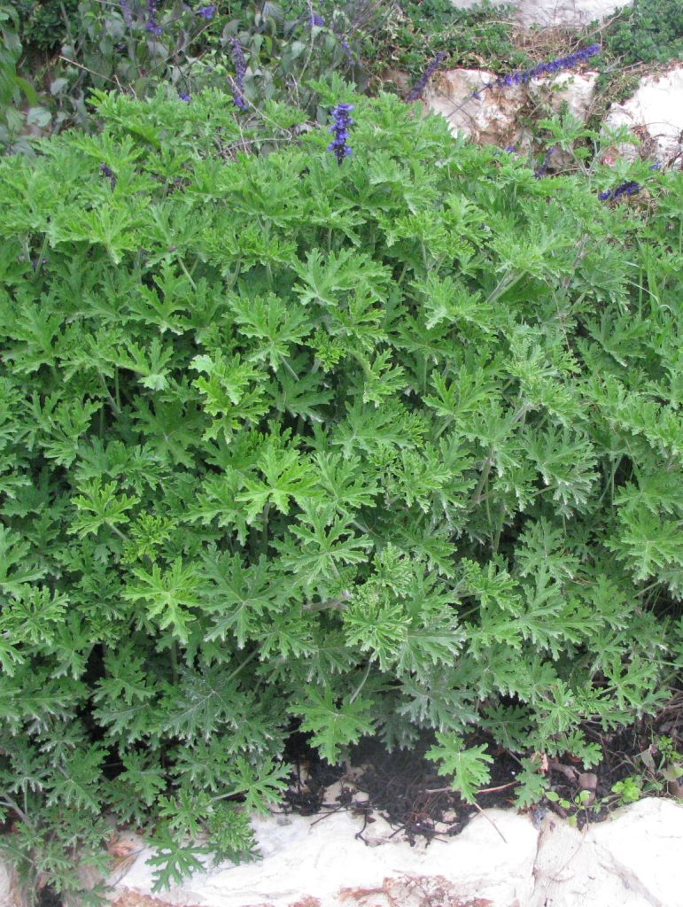 Pelargonium_graveolens_foliage_cut_up