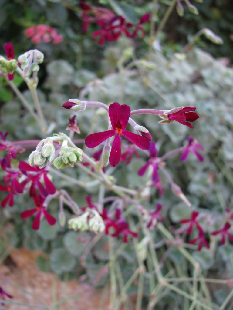 Pelargonium_sidoides_Burgundy_flower_up1