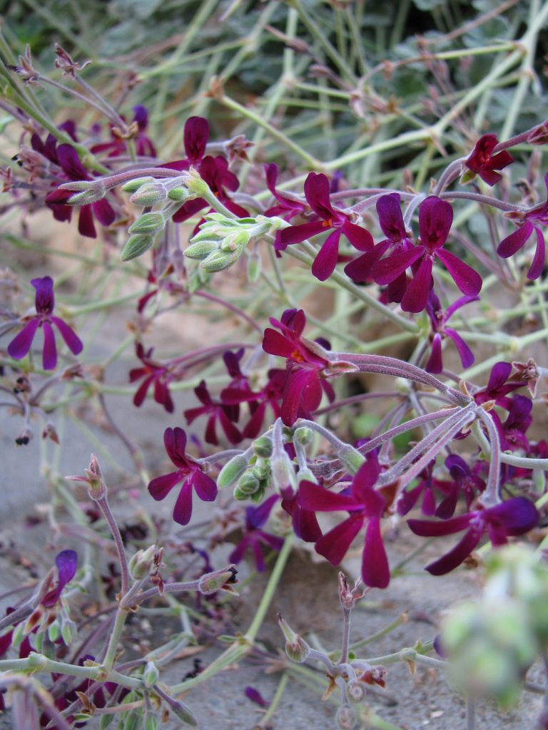 Pelargonium_sidoides_Burgundy_flower_up2