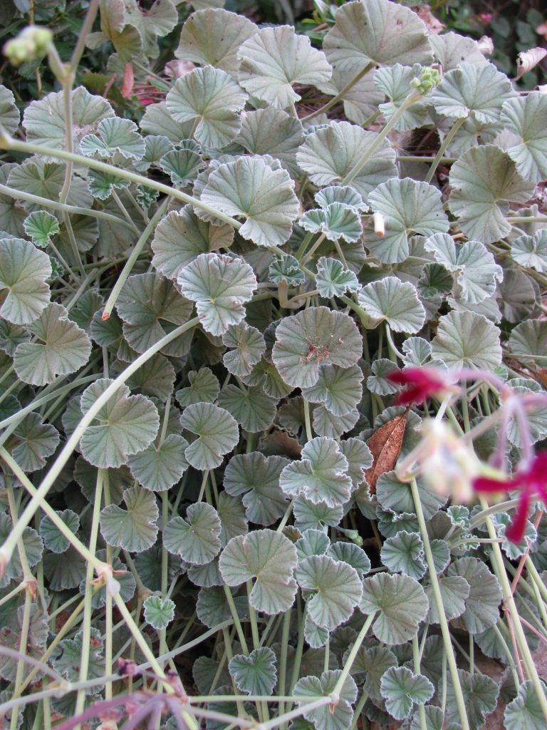 Pelargonium_sidoides_Burgundy_leaves_up