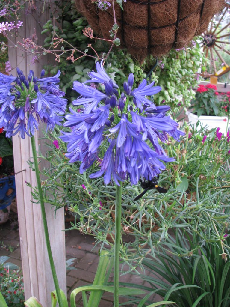 Agapanthus_Perfect_Blue_flower_head_up2