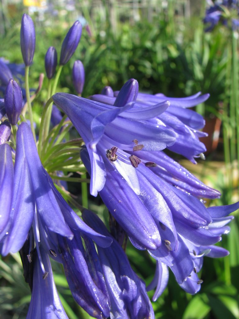 Agapanthus_Perfect_Blue_flowers_close_up1