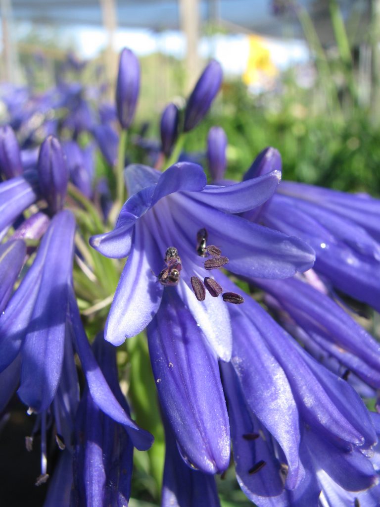 Agapanthus_Perfect_Blue_flowers_close_up2