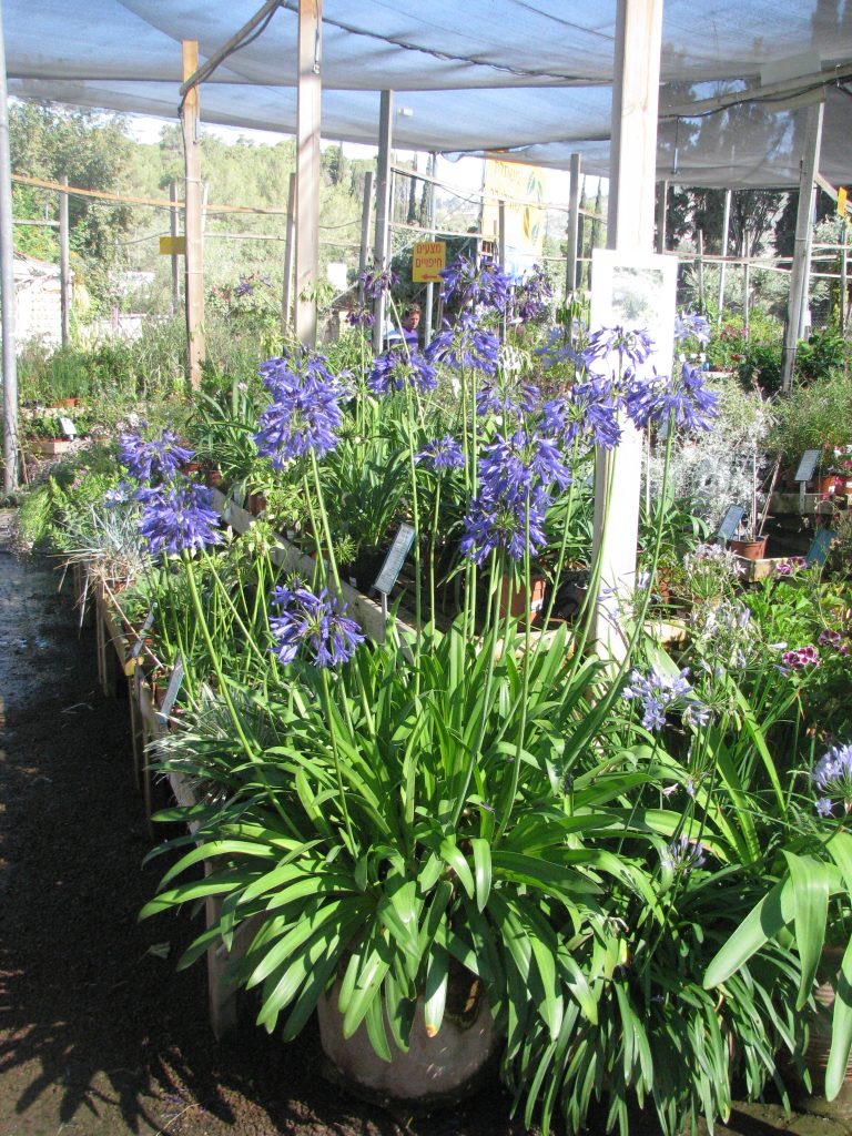 Agapanthus_Perfect_Blue_full_up2