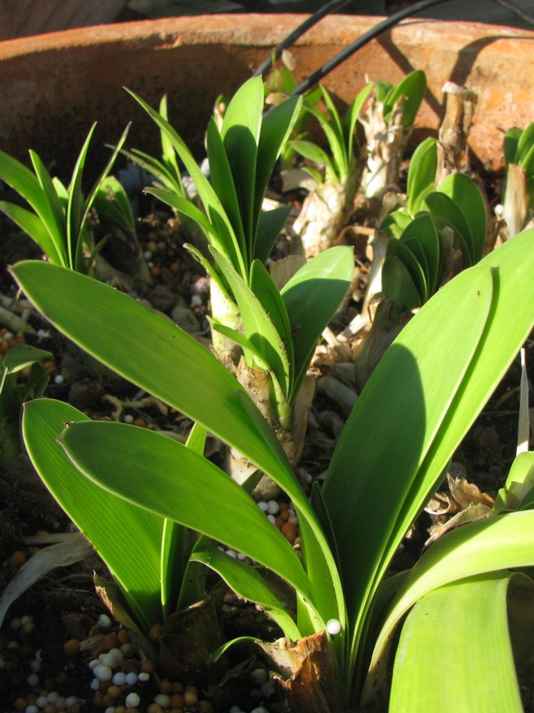 Agapanthus_Perfect_Blue_leaves_cut_up