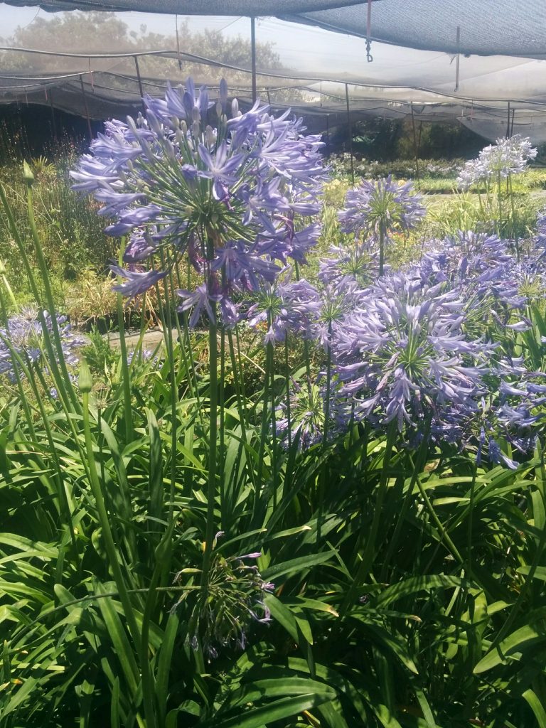 Agapanthus_comptonii_full_up