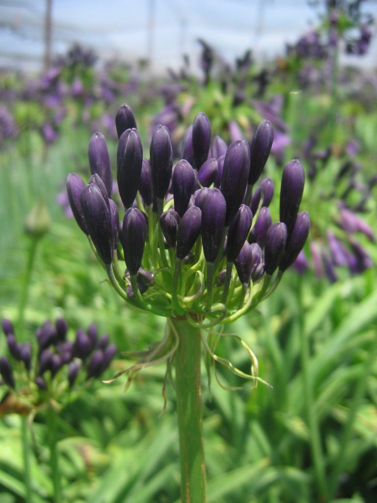 Agapanthus_inapertus_Nigrescens_buds_up