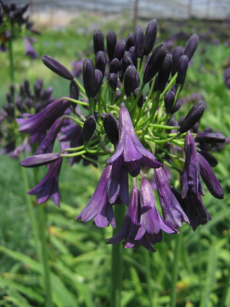 Agapanthus_inapertus_Nigrescens_flowers_up