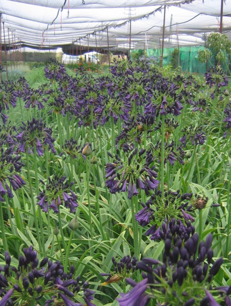 Agapanthus_inapertus_Nigrescens_group_up_cut_up