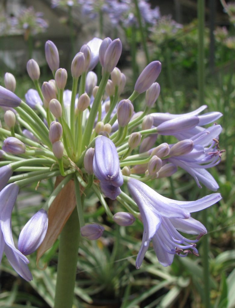 Agapanthus_variegated_Safam_flowers2_cut_up