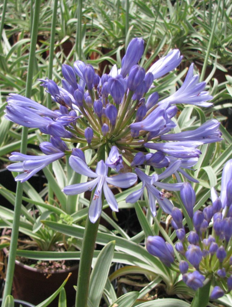 Agapanthus_variegated_Safam_flowers_cut_up