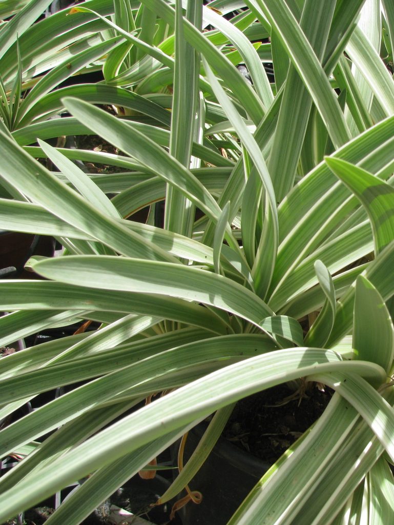 Agapanthus_variegated_Safam_full_cut_up