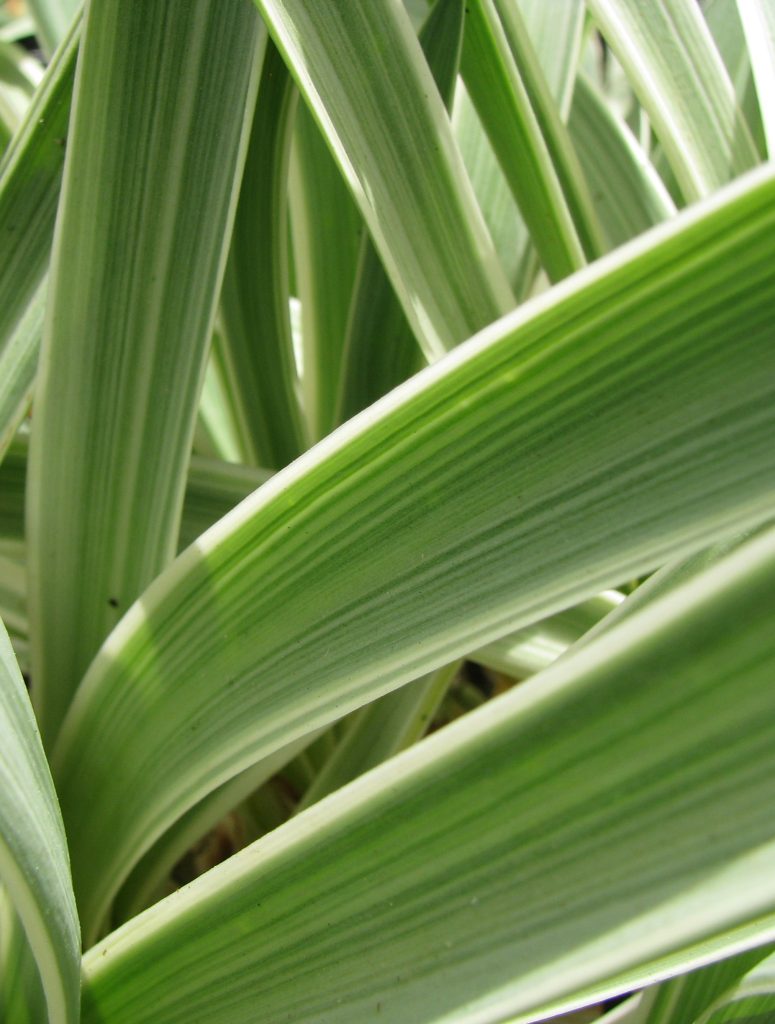 Agapanthus_variegated_Safam_leaf_cut_up