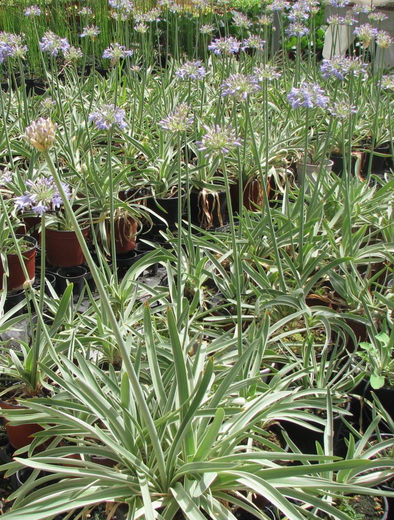 Agapanthus_variegated_Safam_many_cut_up