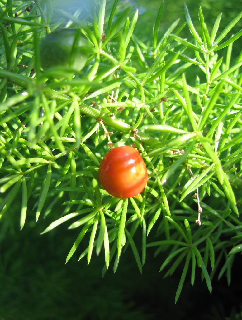 Asparagus_densiflorus_Meyersii_fruit_cut_up